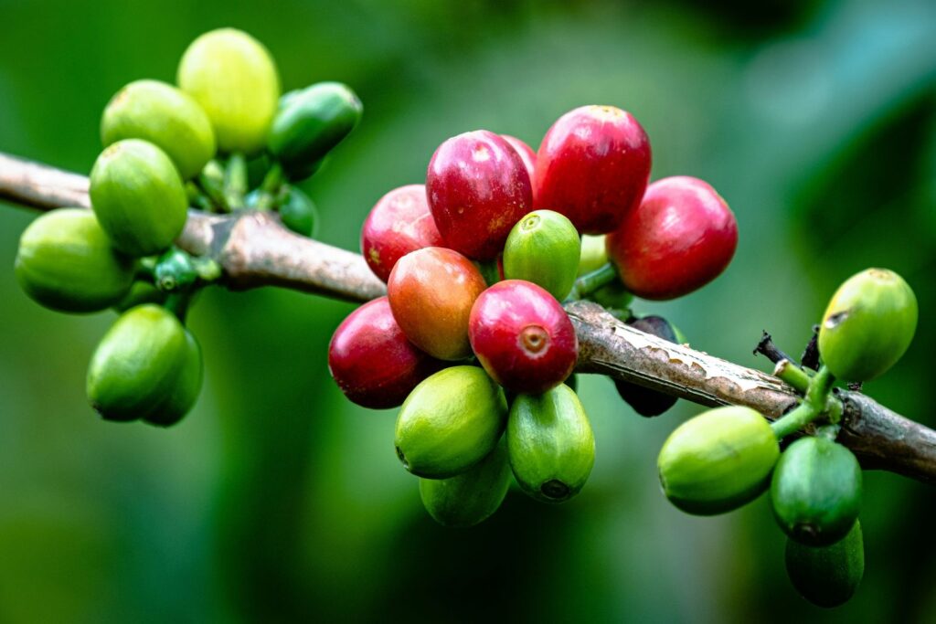 Coffee Prices Surge on Brazil Weather Risks