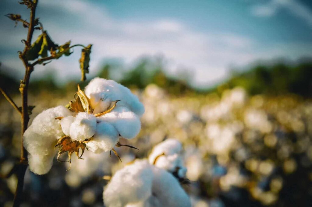 Cotton Holding Higher at Monday’s Midday