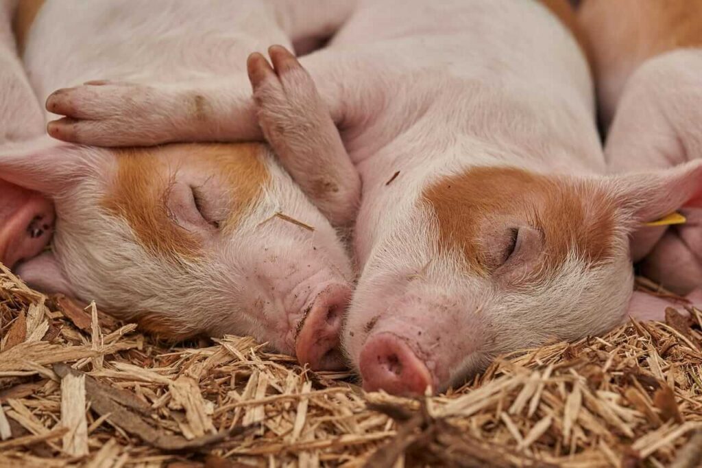 Hogs Continue Steady Rally to Wednesday