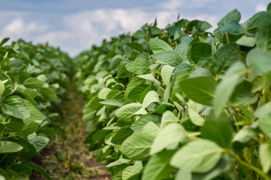 Soybeans Holding onto Midday Gains, Following Slew of Export Business